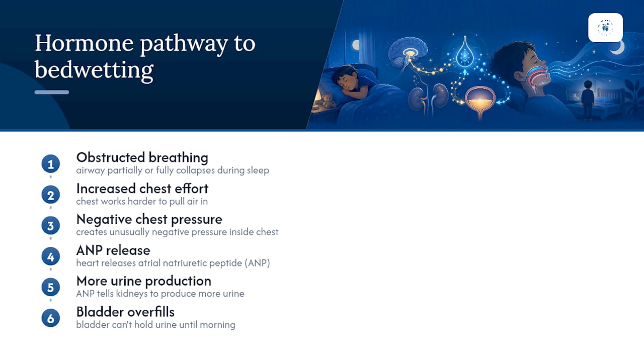 Sleep apnea hormone pathway to bedwetting